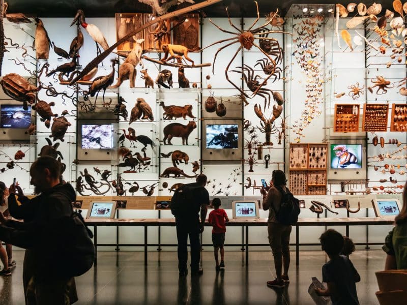 Visitors exploring diverse animal exhibits at the American Museum of Natural History, featuring mounted specimens and interactive displays.