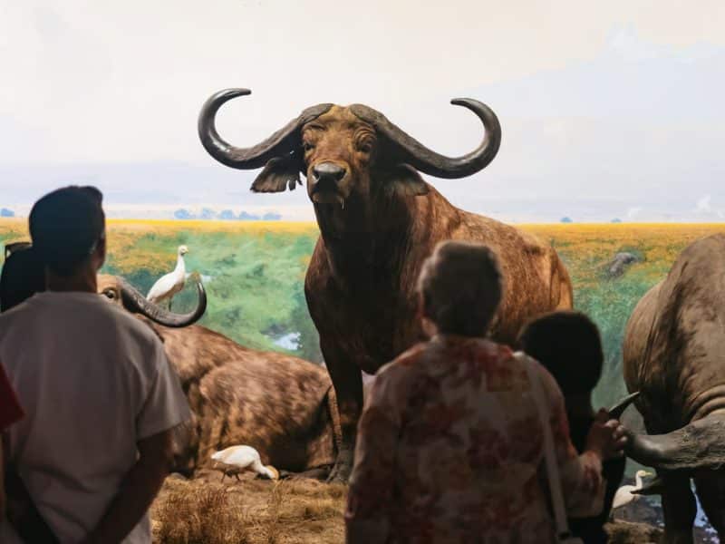 Visitors observing a lifelike diorama featuring a large African buffalo and other wildlife at the American Museum of Natural History, showcasing the museum's extensive natural history exhibits.
