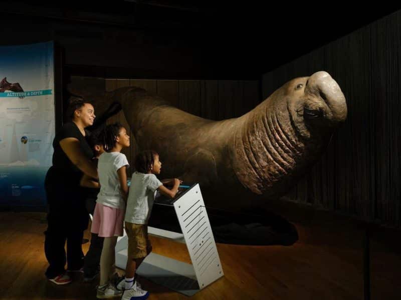 Family interacting with a life-sized walrus model at the American Museum of Natural History, surrounded by educational displays.