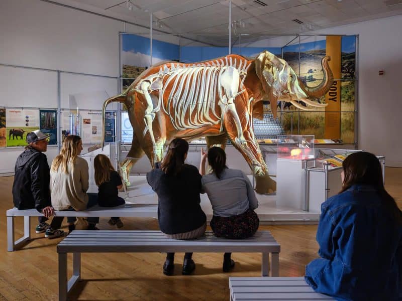 Visitors observing a life-sized elephant skeleton exhibit with digital projections at the American Museum of Natural History, showcasing engaging educational displays.