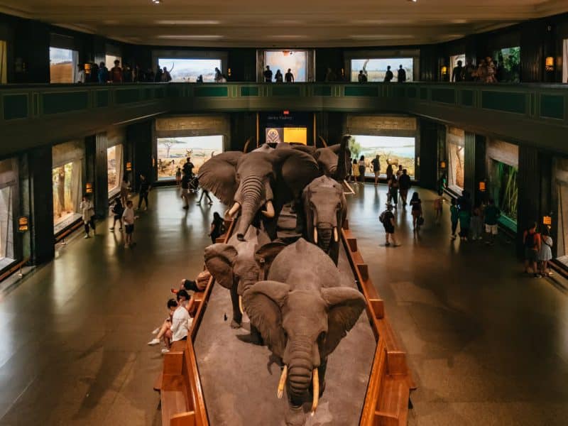 Elephant diorama at the American Museum of Natural History, showcasing a lifelike representation surrounded by visitors and exhibits in a spacious hall.