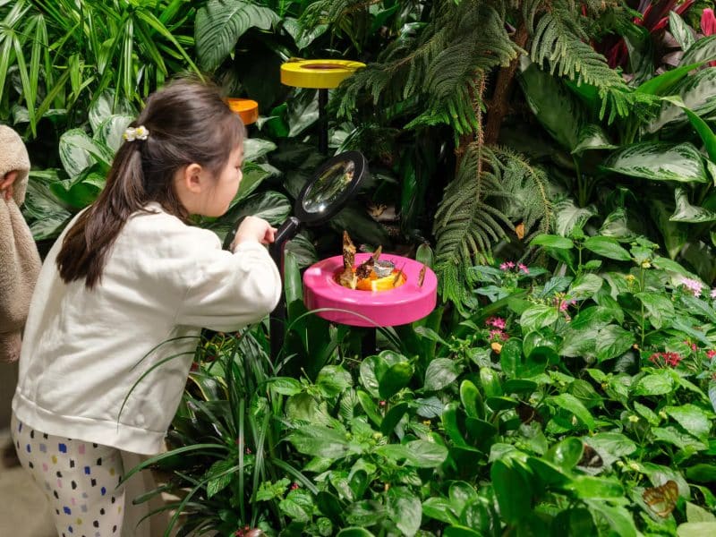 Child observing butterflies with a magnifying glass in a lush indoor garden at the American Museum of Natural History.