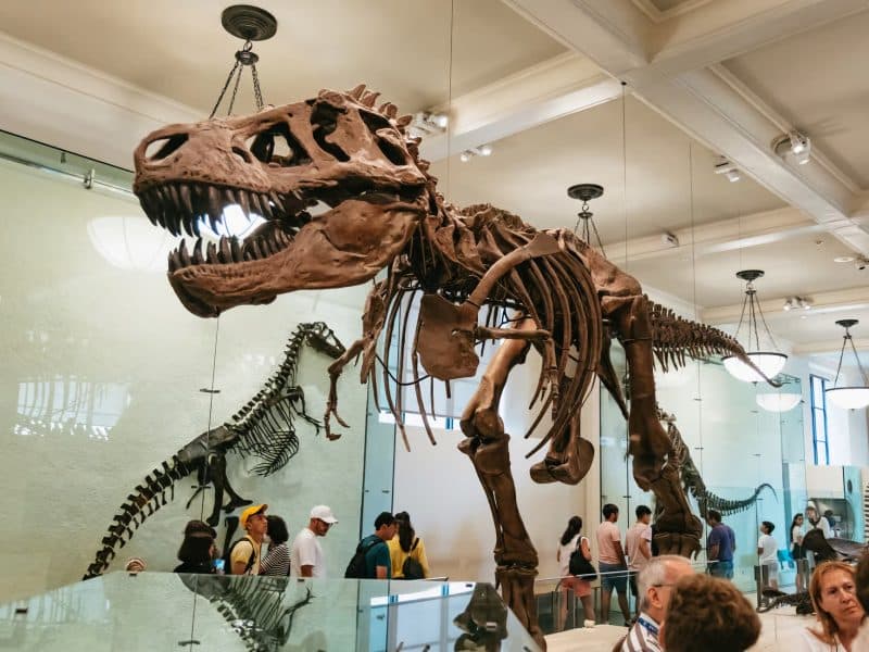 Tyrannosaurus rex skeleton on display in the American Museum of Natural History, surrounded by visitors exploring dinosaur exhibits.