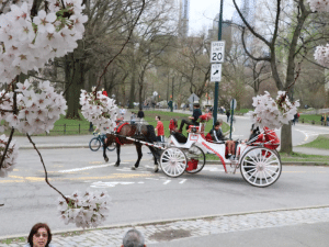 Romantic/Proposal Central Park Carriage Tour